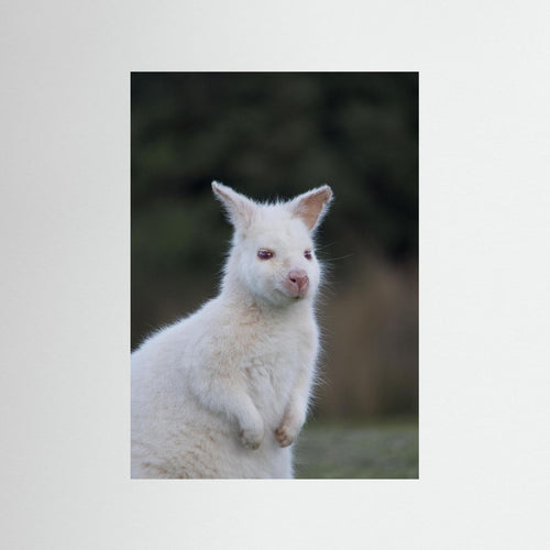 Albino Wallaby