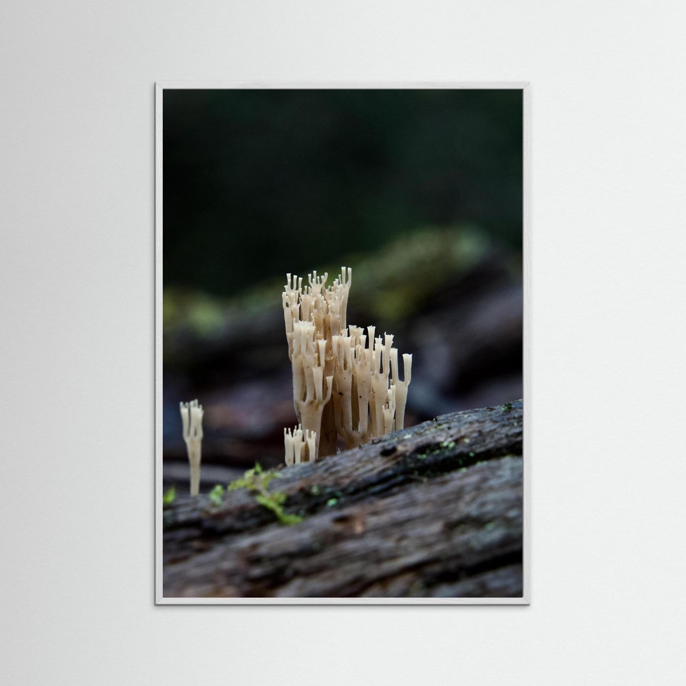 Crowned Coral