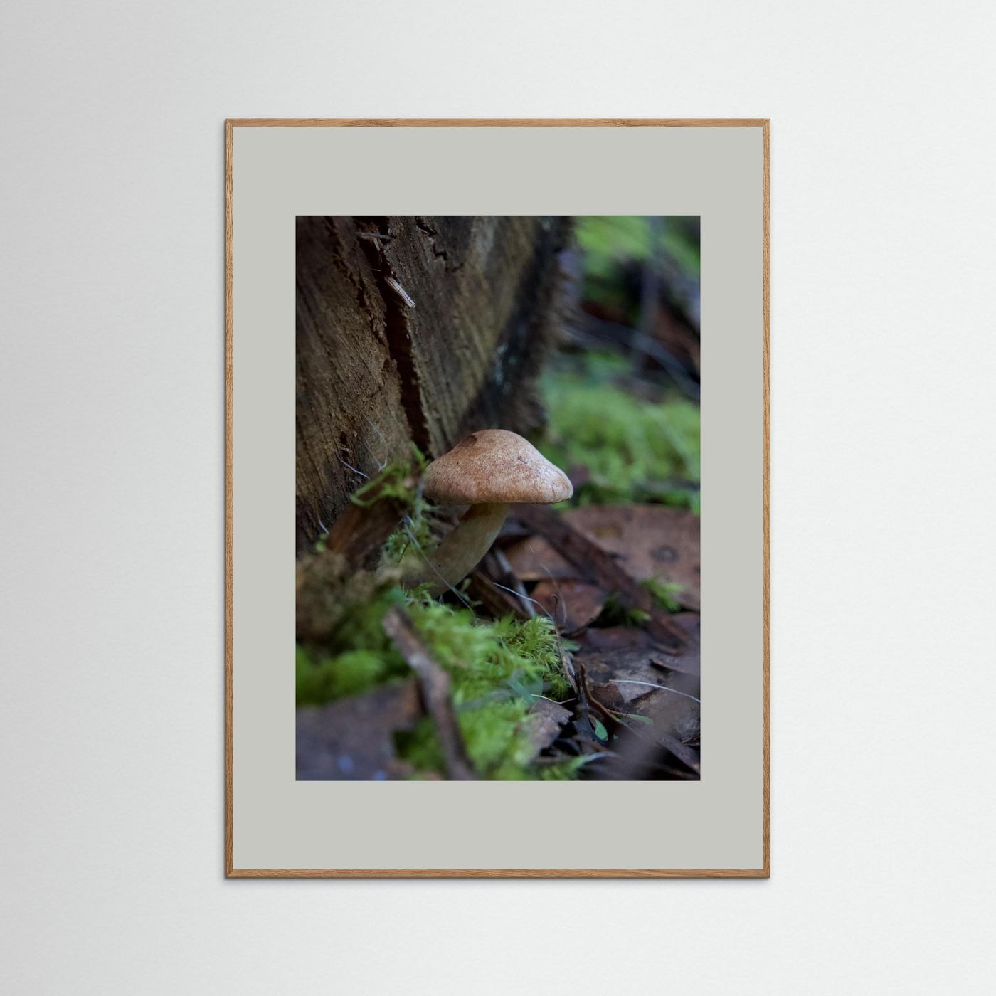 Brown Cap Bolete 