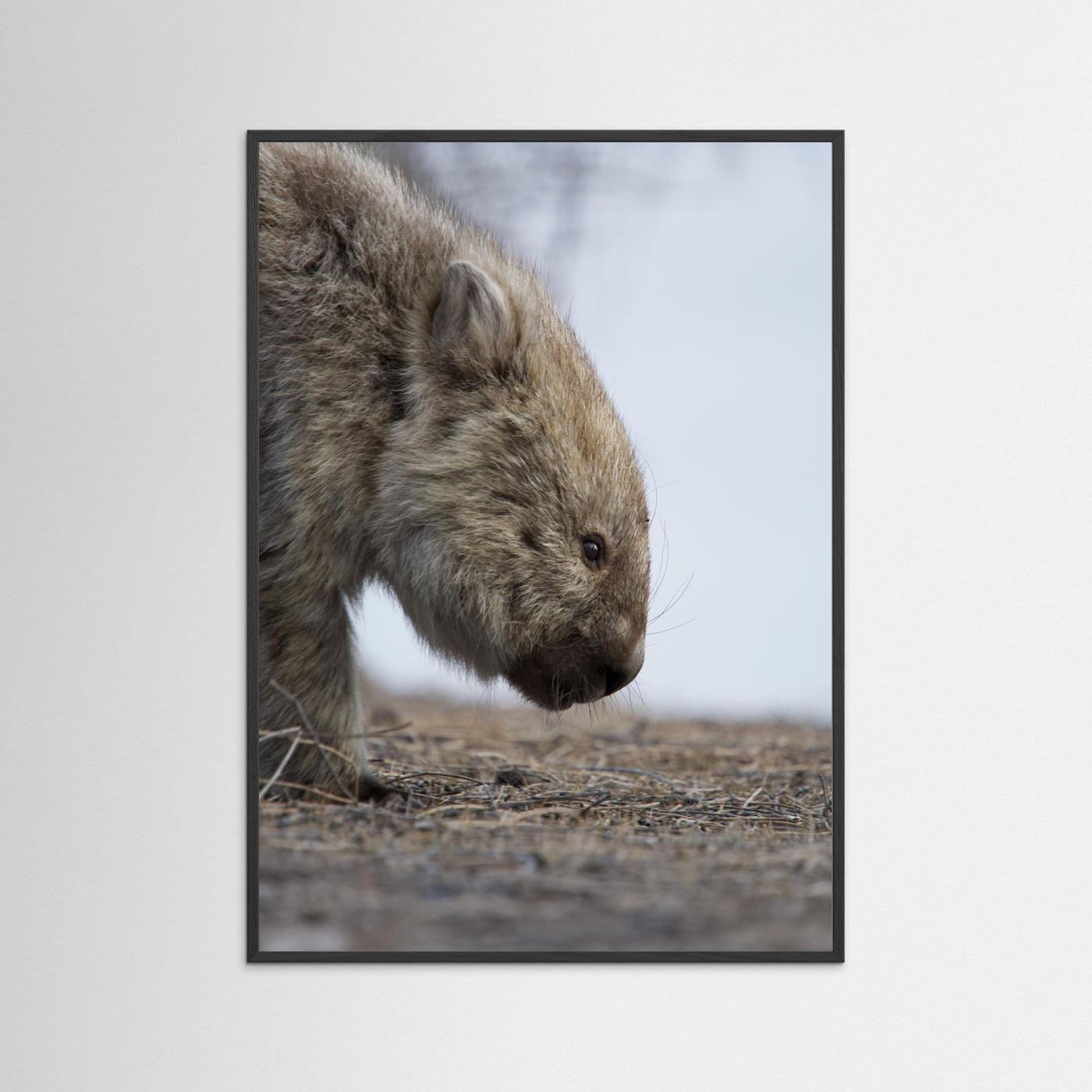 Bare-nosed Wombat