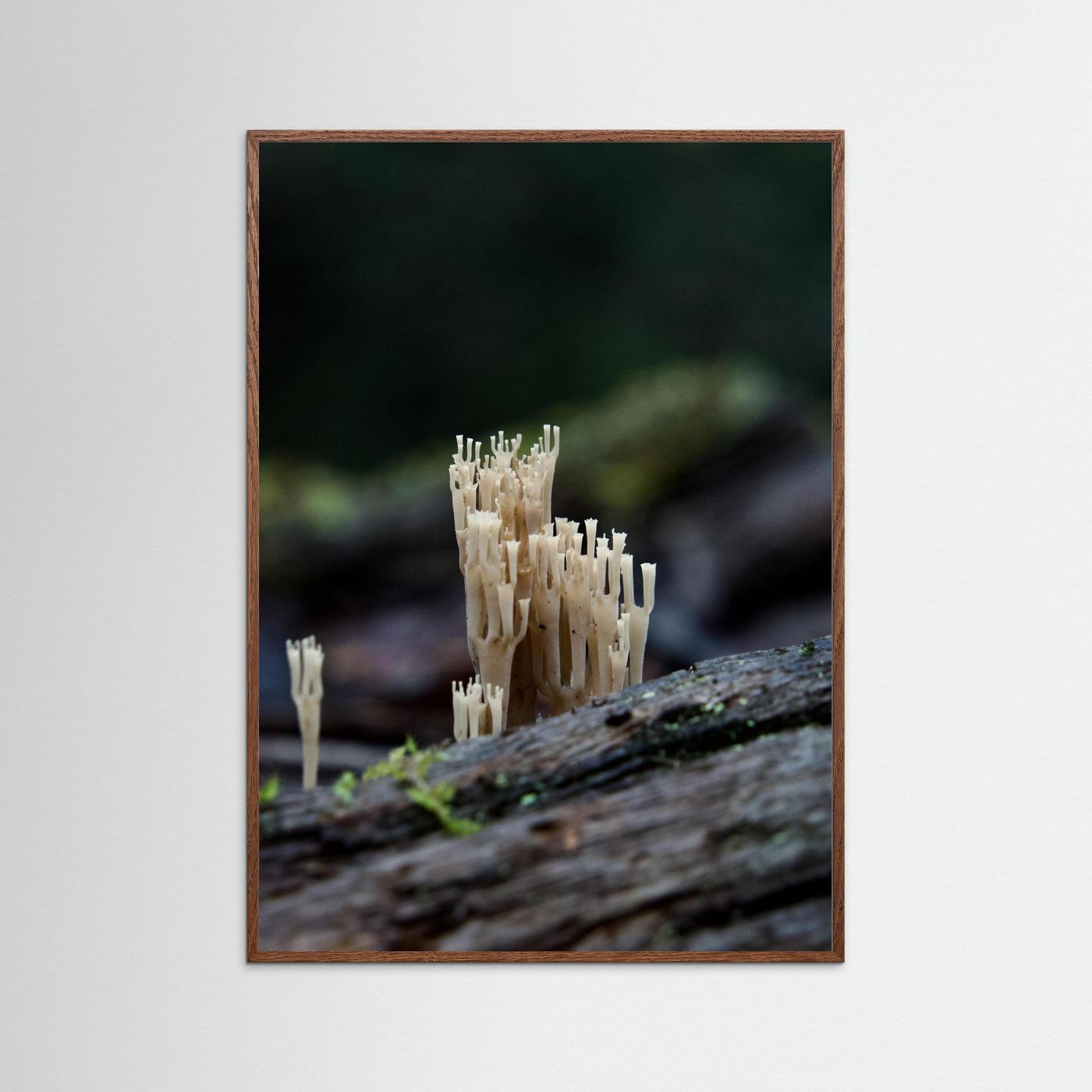 Crowned Coral