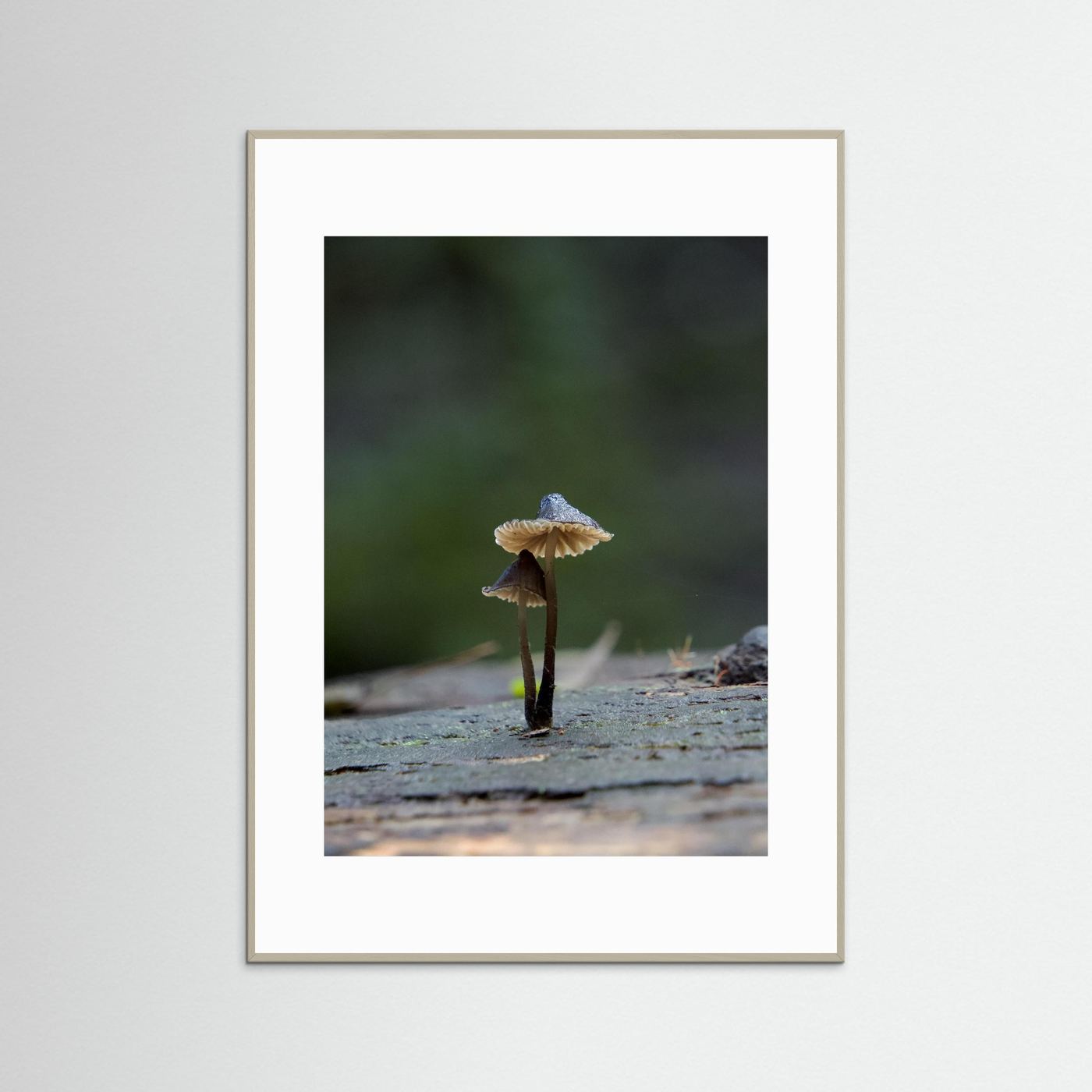 Mycena Atrata