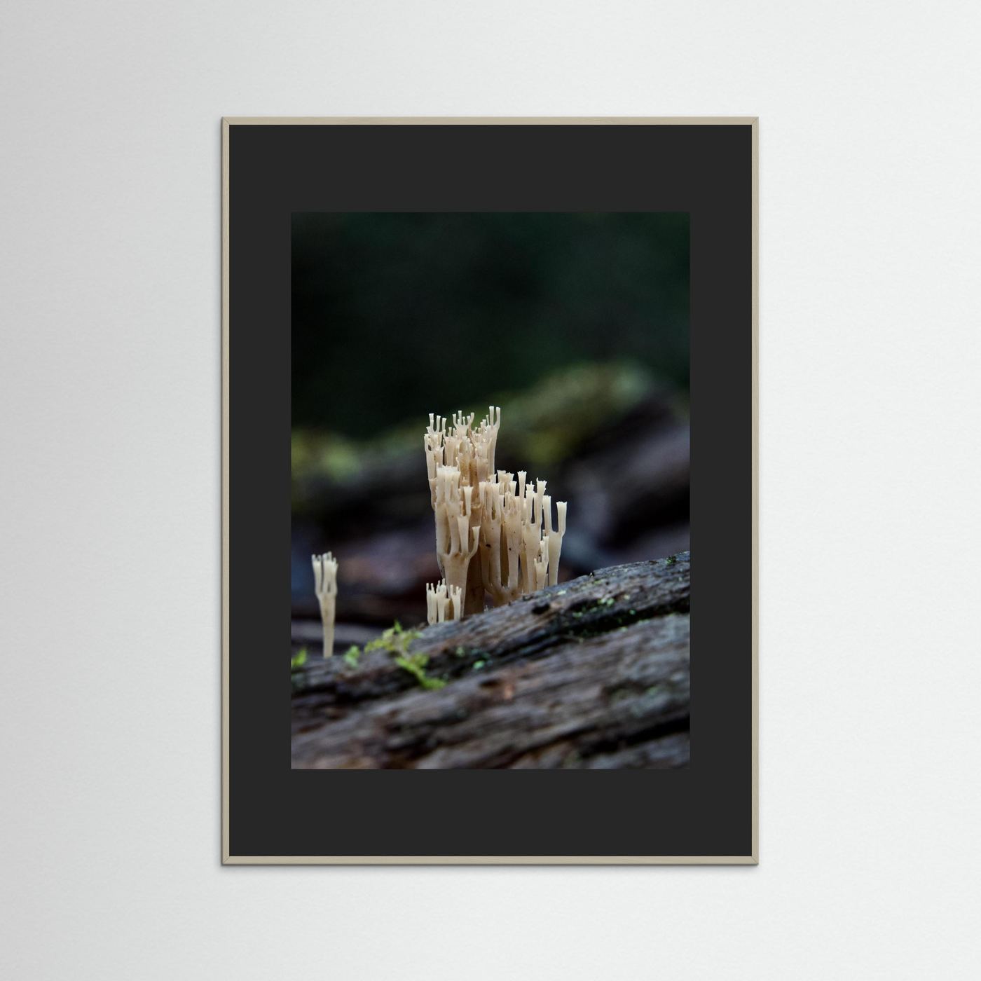 Crowned Coral