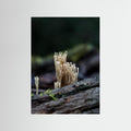 Crowned Coral