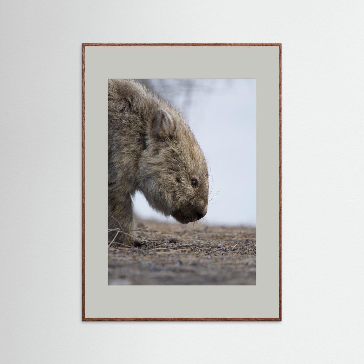 Bare-nosed Wombat