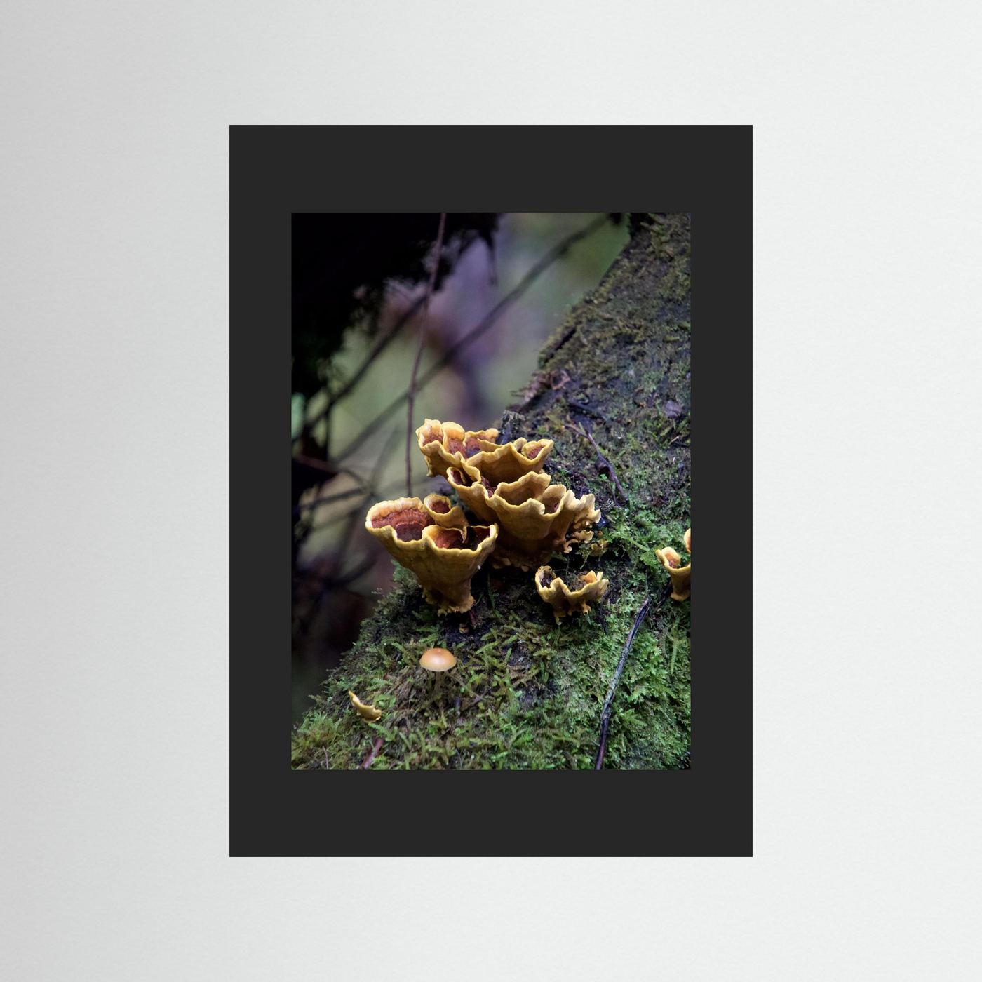 False Turkey Tail