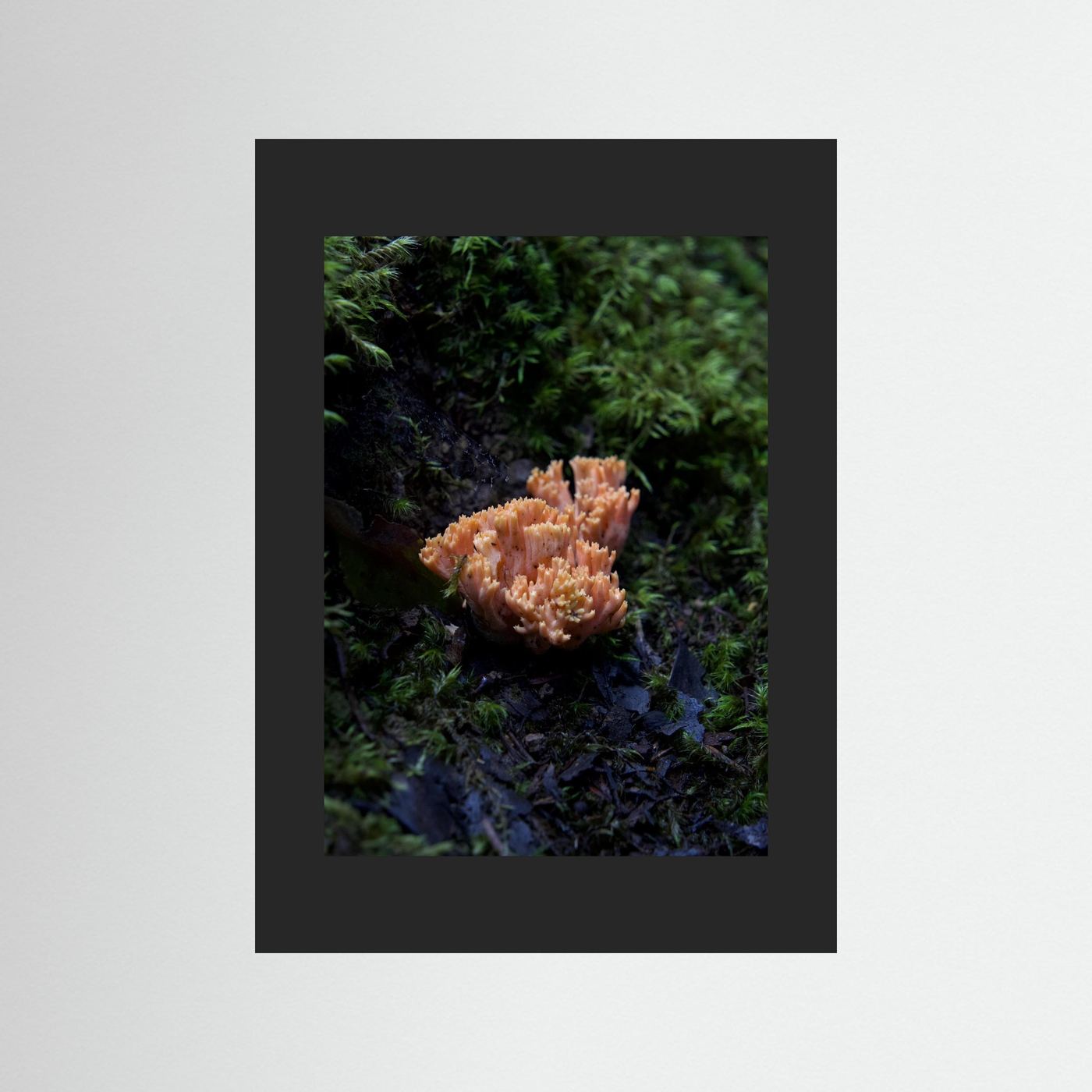 Ramaria