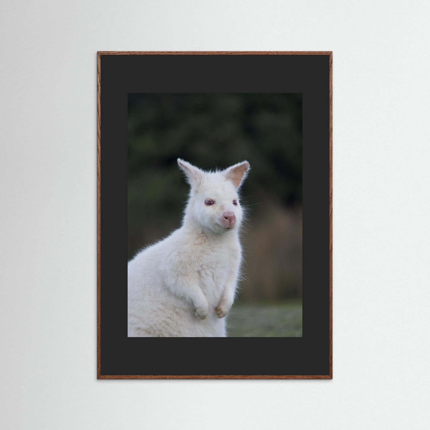 Tassie Albino Wallaby