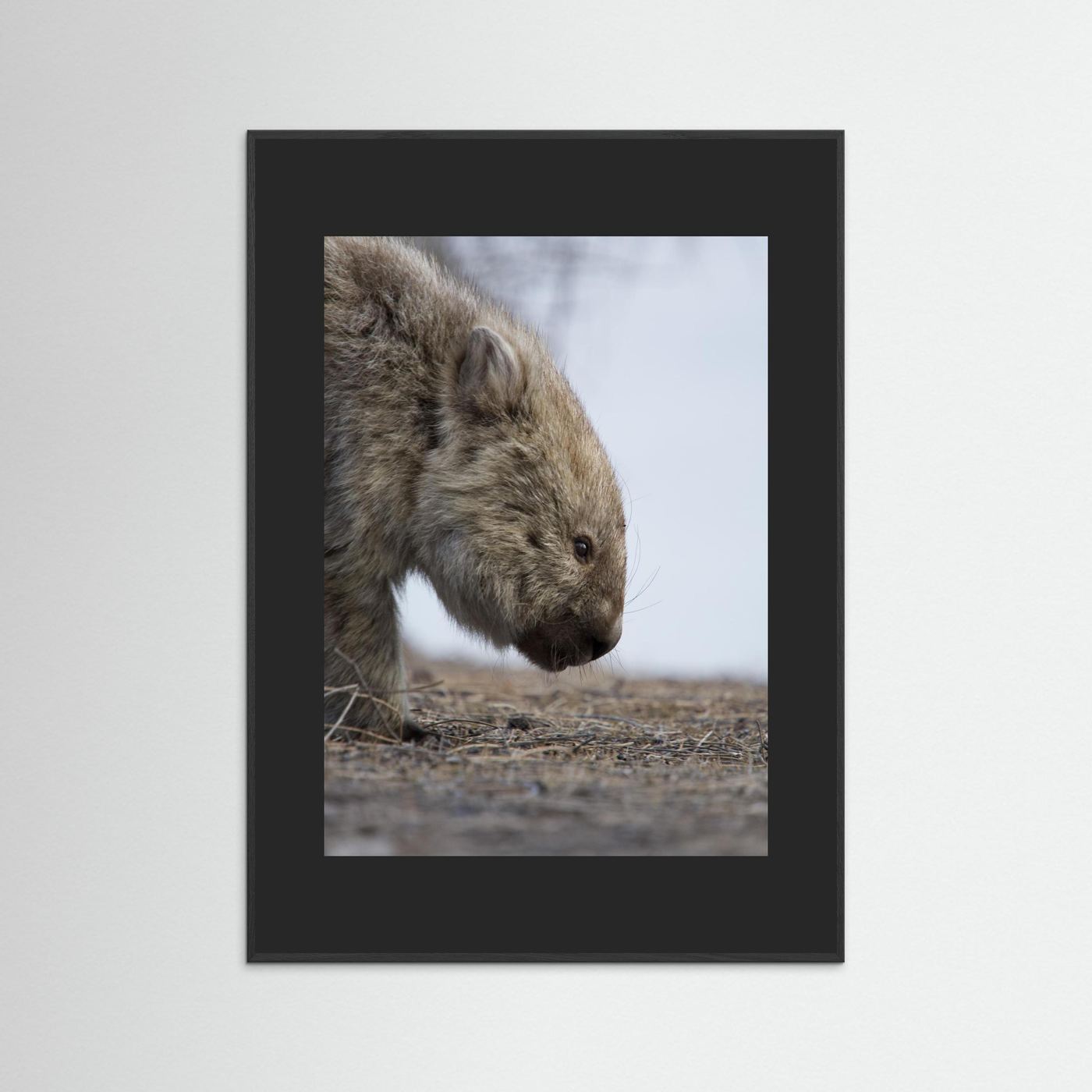 Bare-nosed Wombat
