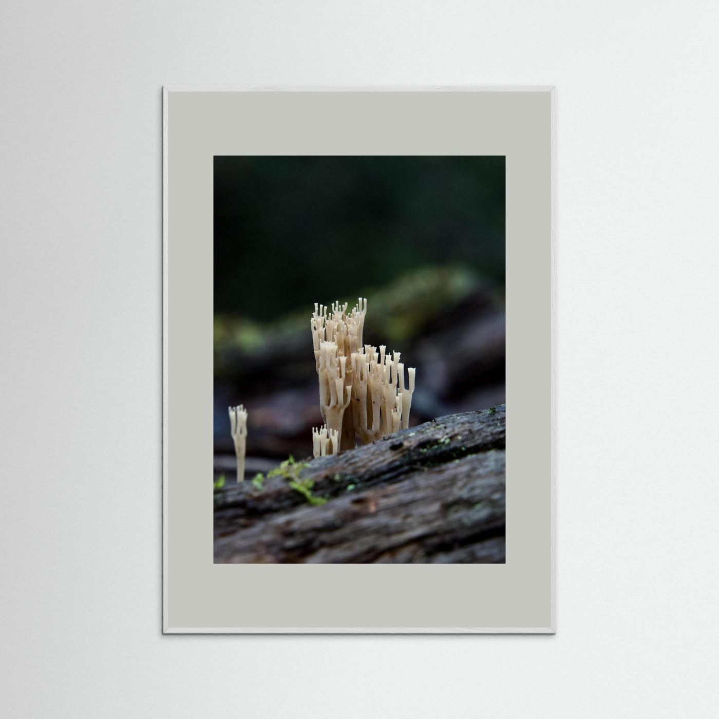 Crowned Coral