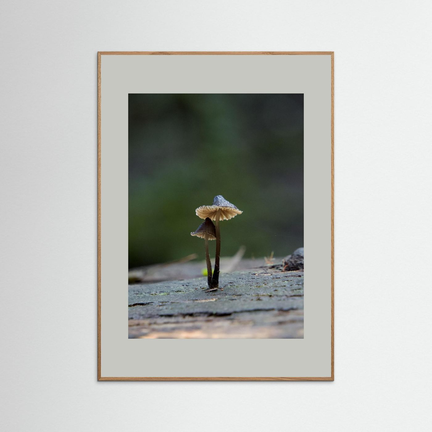 Mycena Atrata
