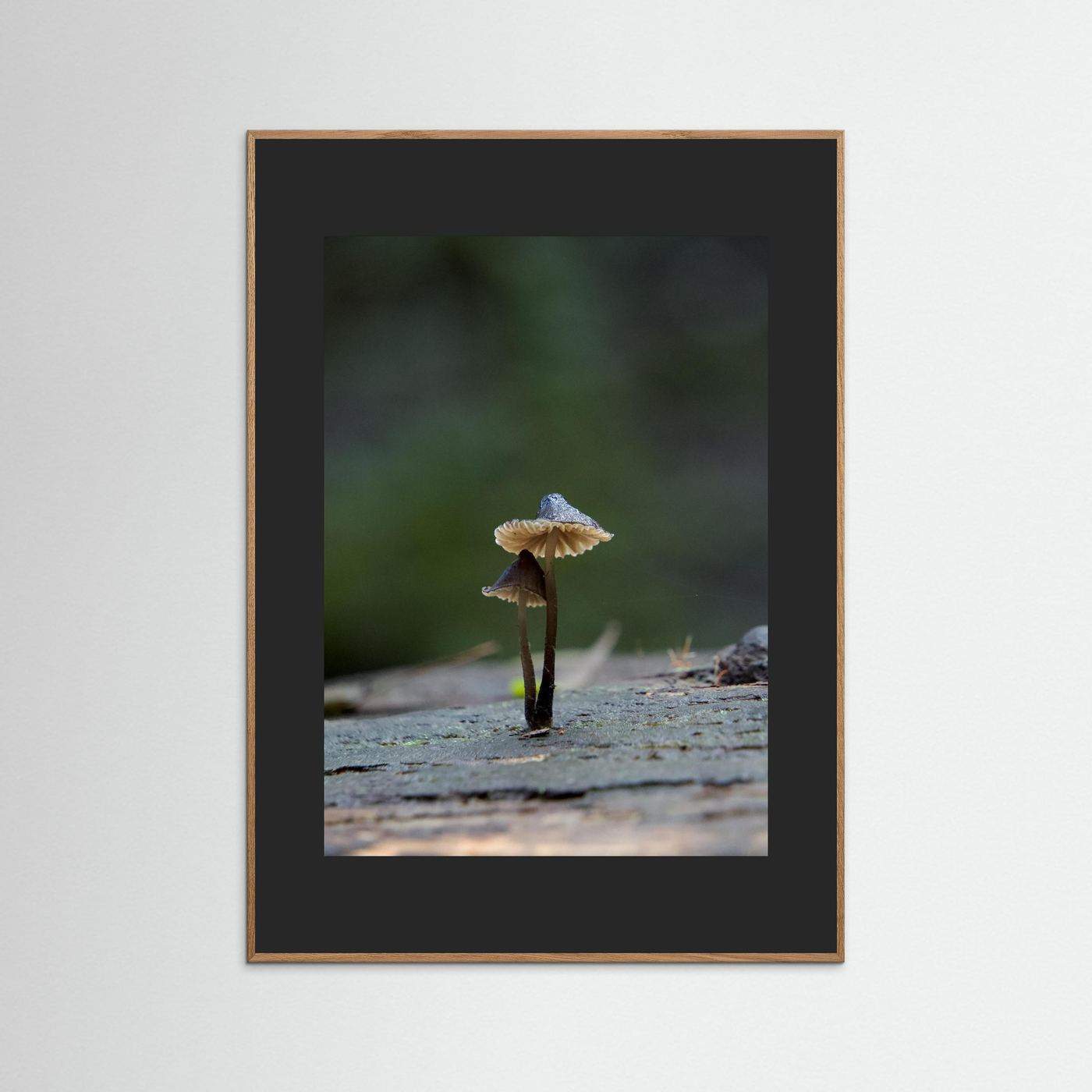 Mycena Atrata