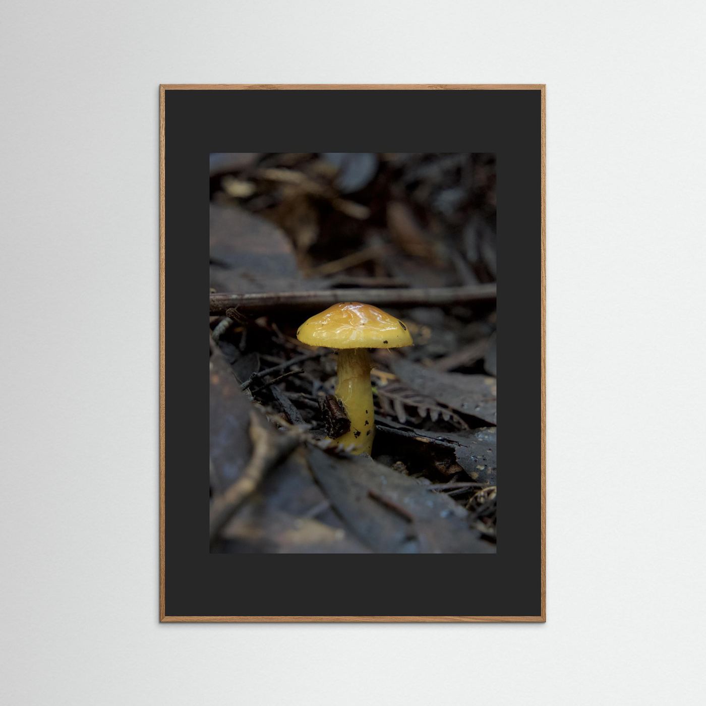 Yellow Waxcap