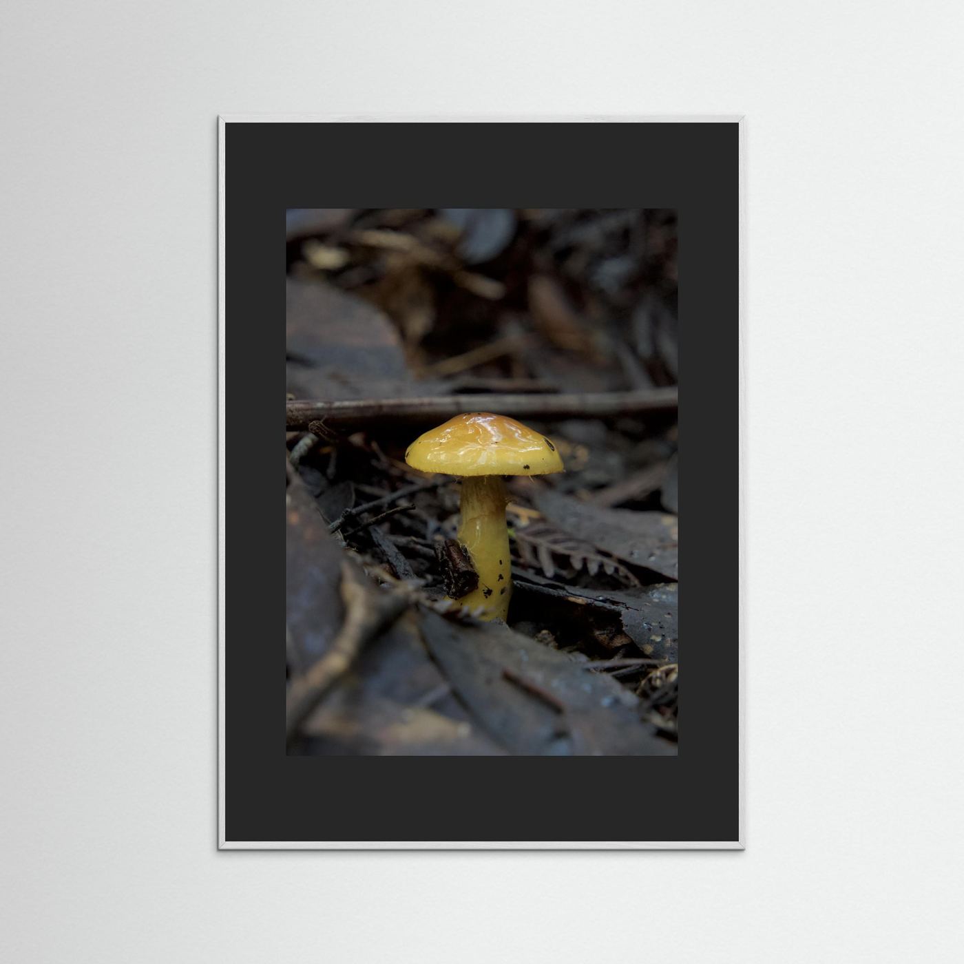 Yellow Waxcap