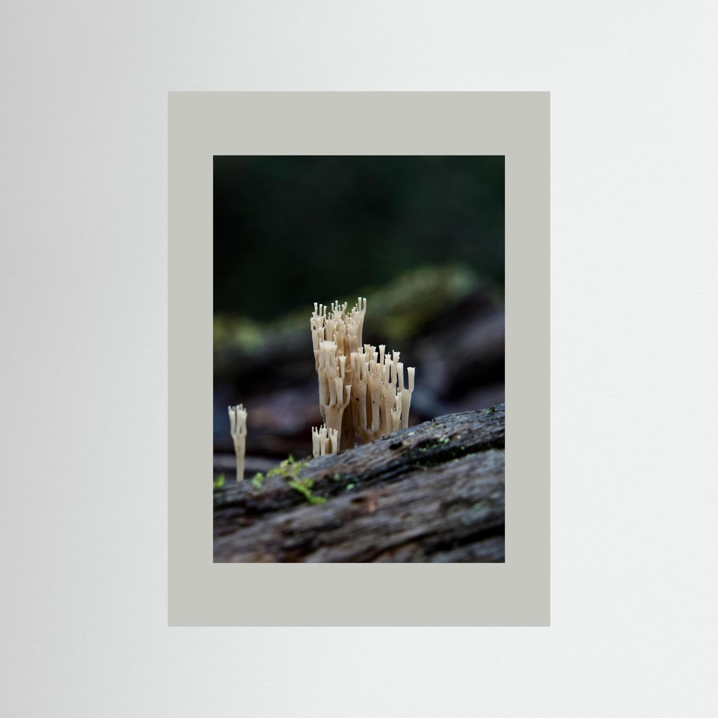 Crowned Coral