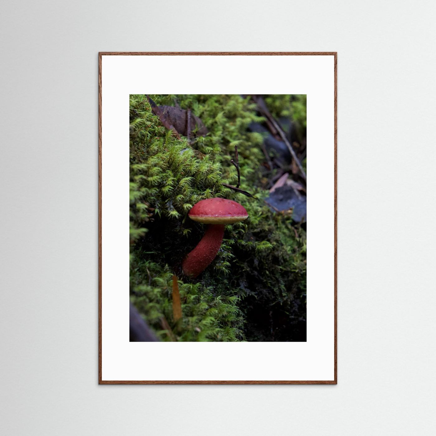 Rhubarb Bolete