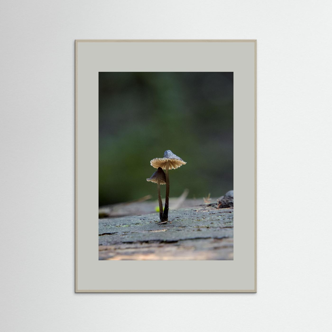 Mycena Atrata