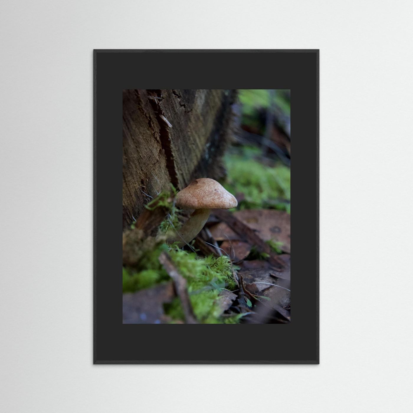 Brown Cap Bolete 