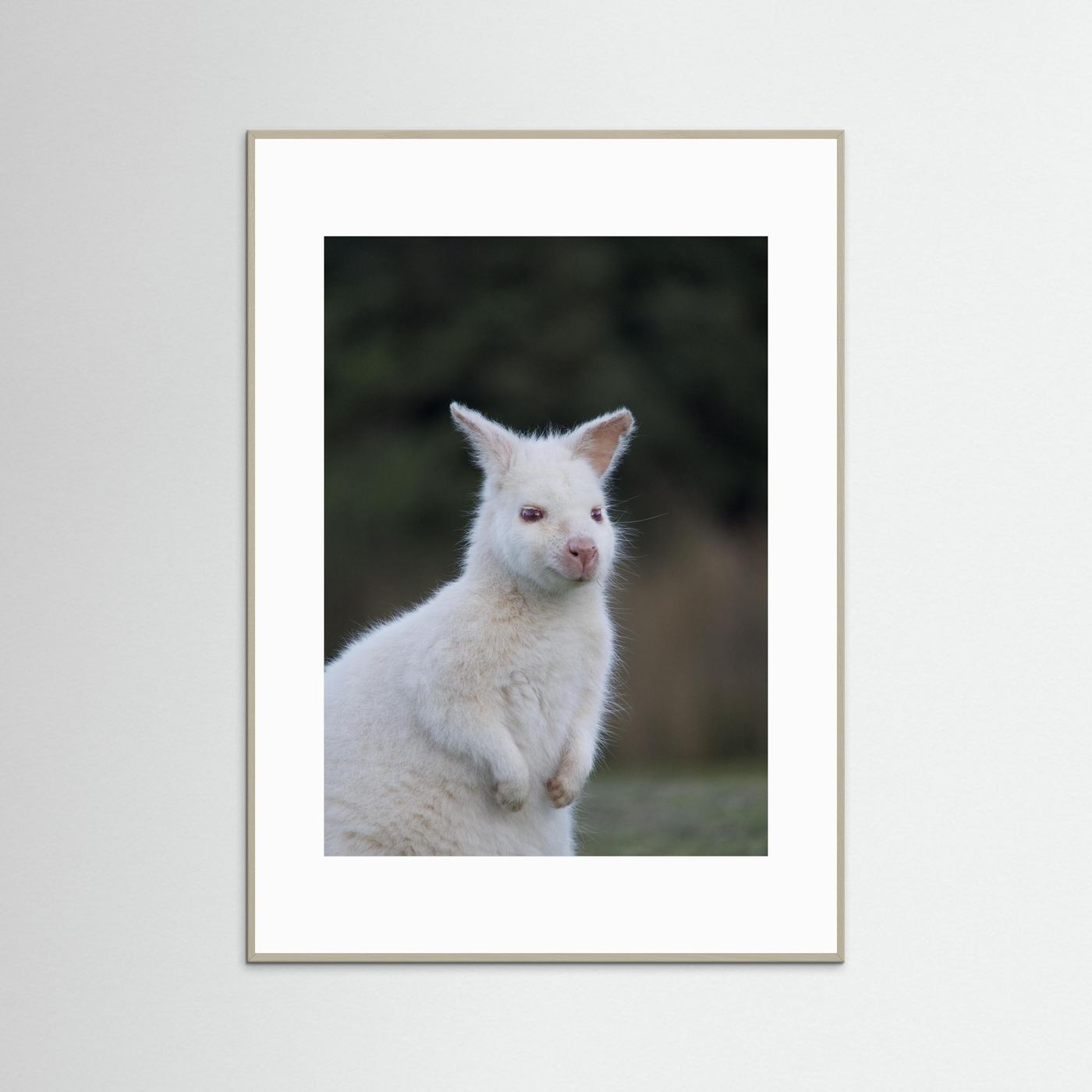 Tassie Albino Wallaby
