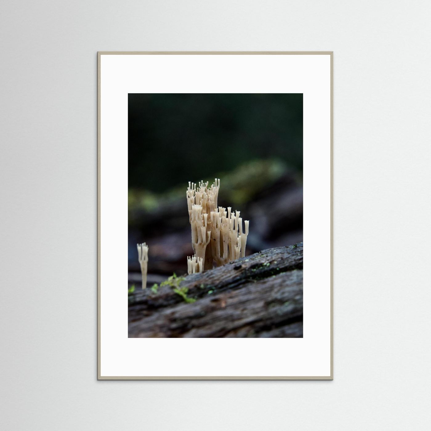 Crowned Coral