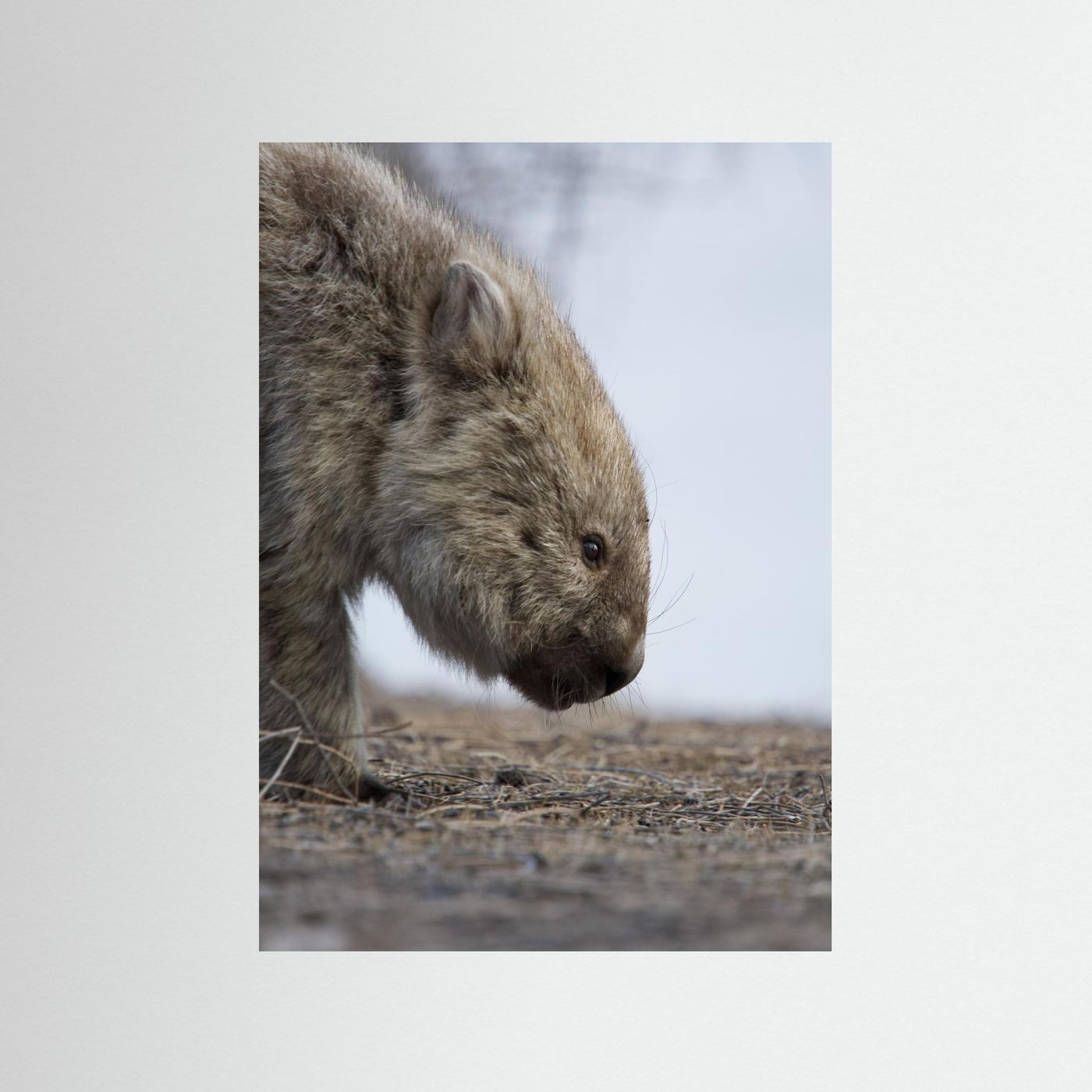 Bare-nosed Wombat