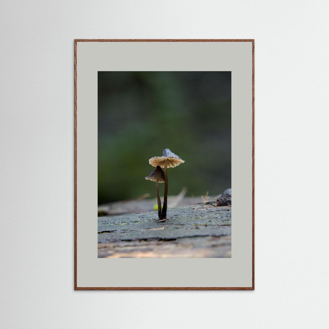 Mycena Atrata