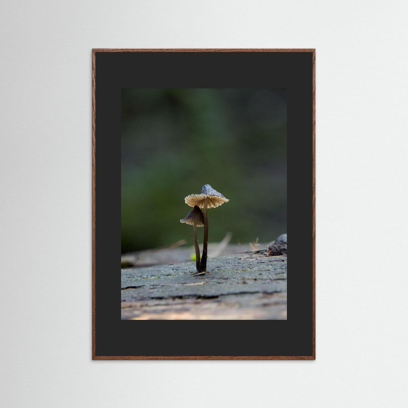 Mycena Atrata