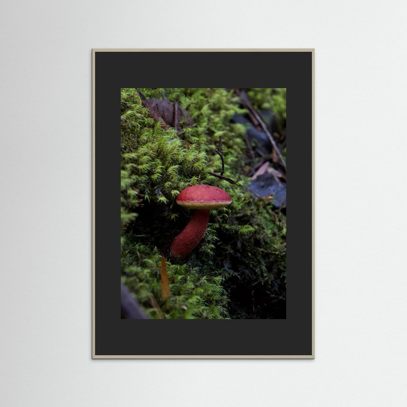 Rhubarb Bolete