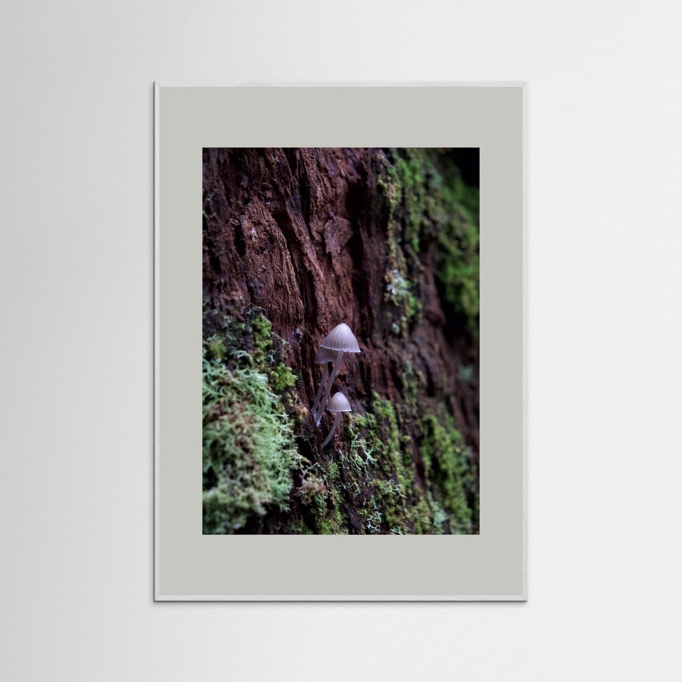 Mycena