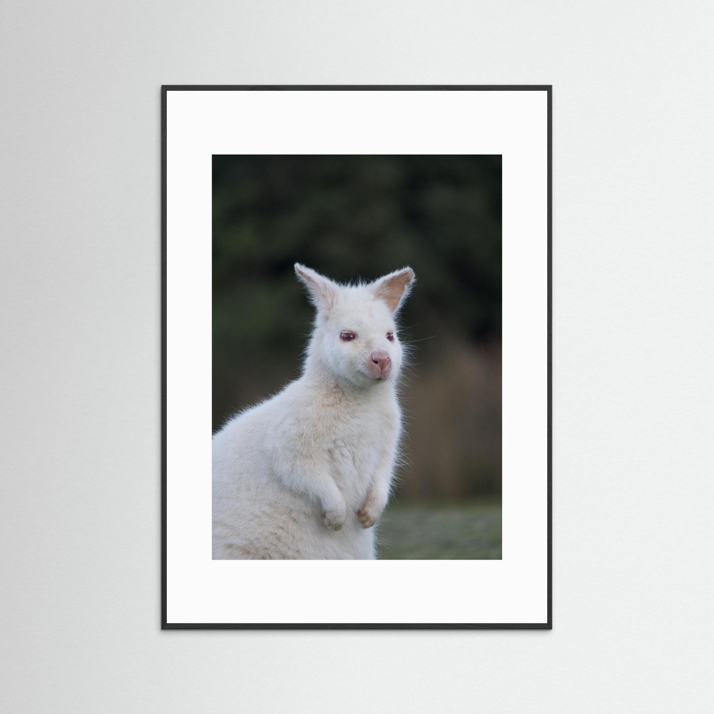 Tassie Albino Wallaby