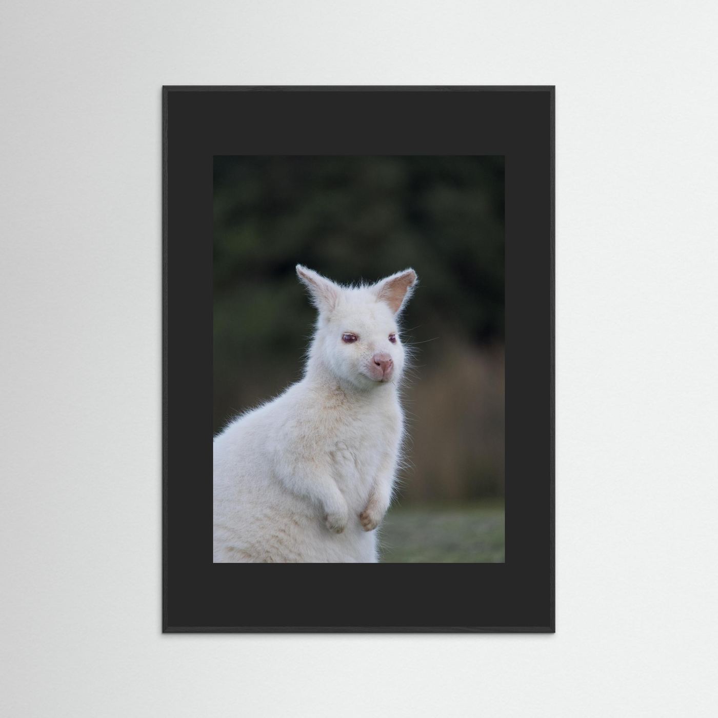 Tassie Albino Wallaby