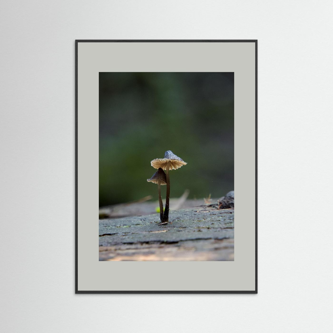 Mycena Atrata