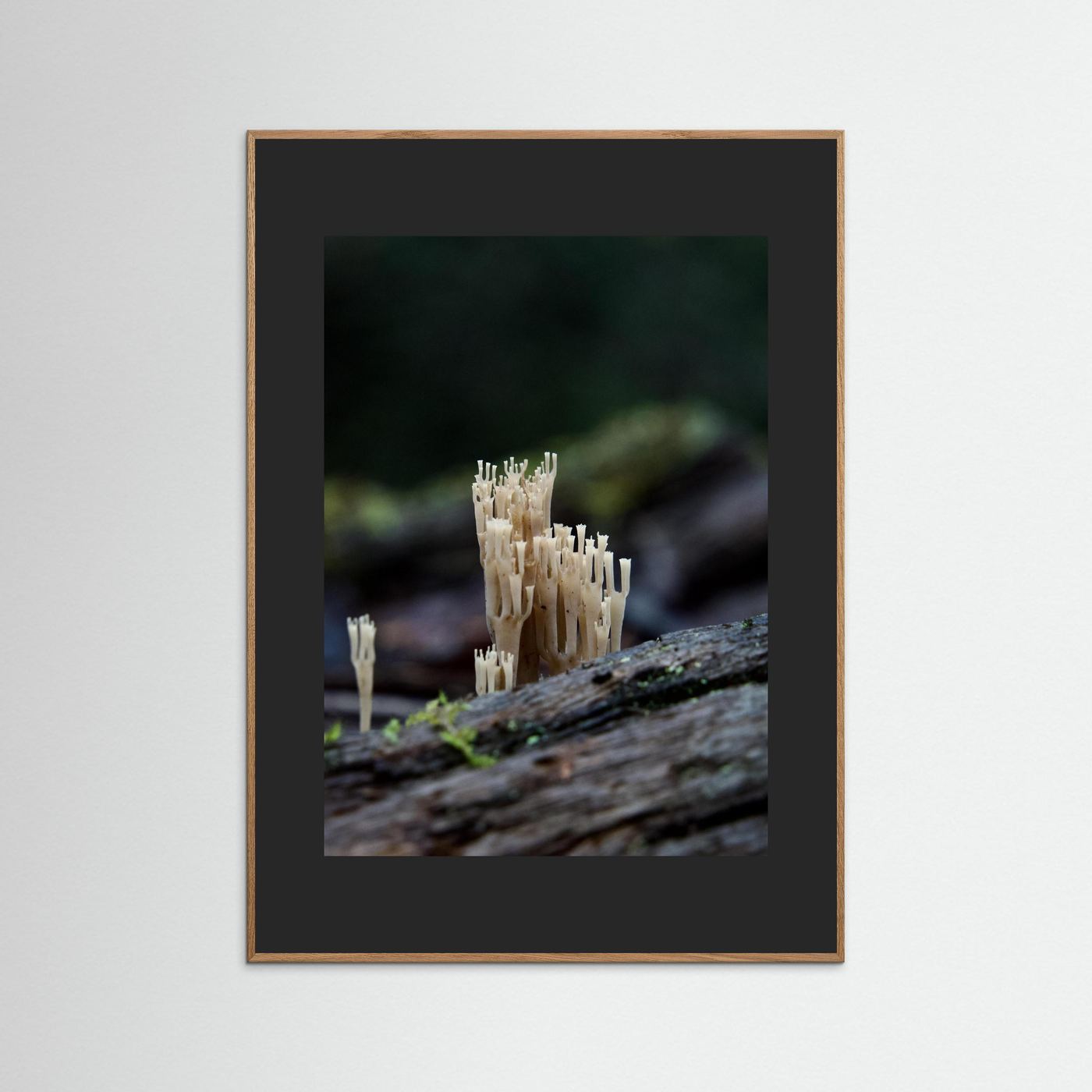 Crowned Coral
