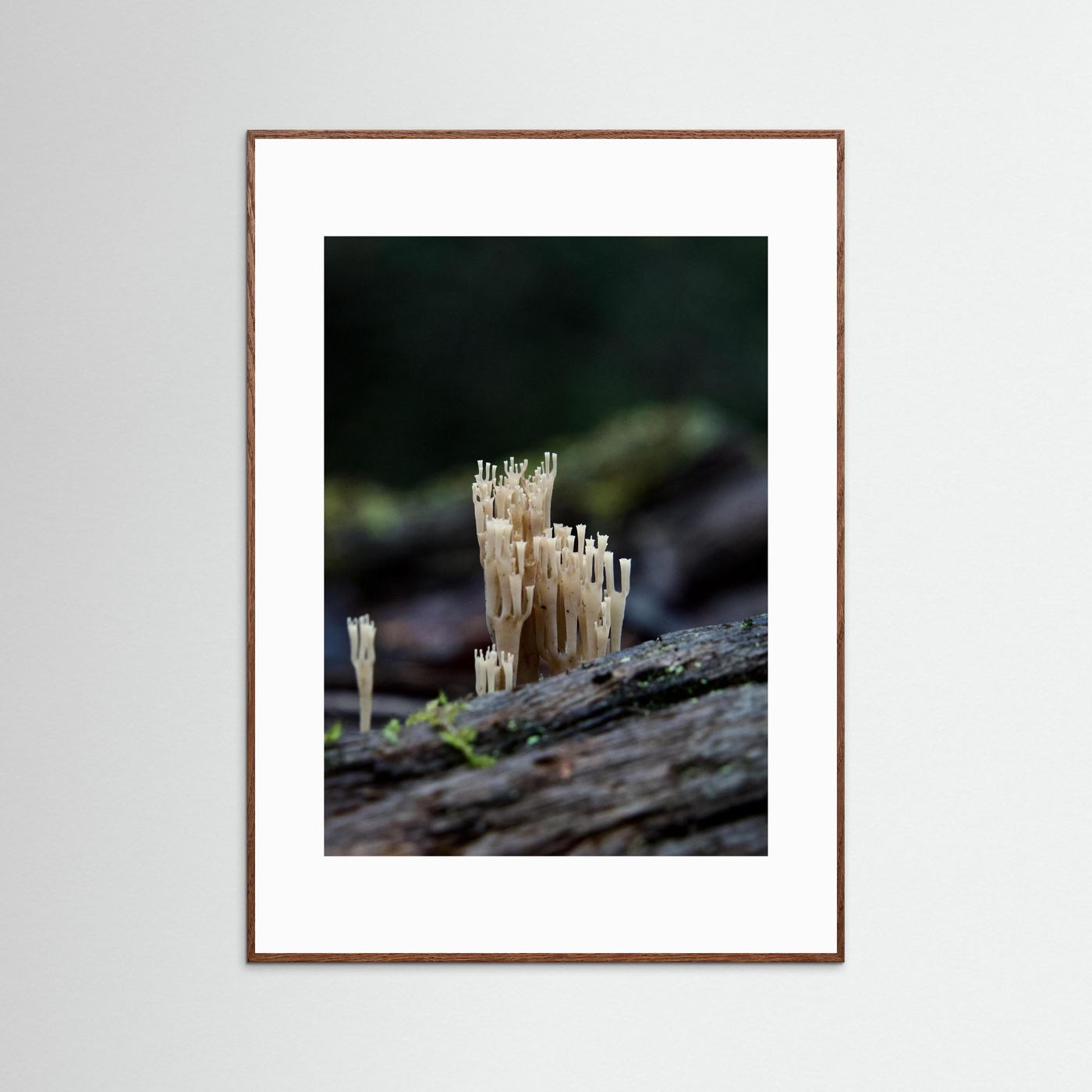 Crowned Coral