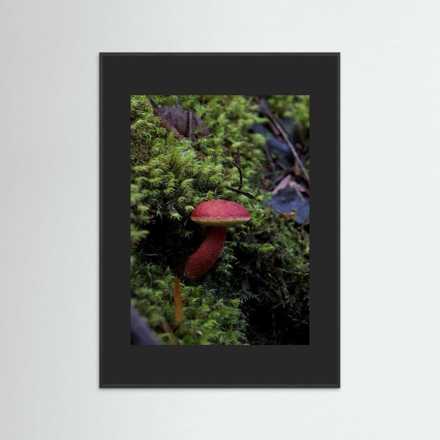 Rhubarb Bolete