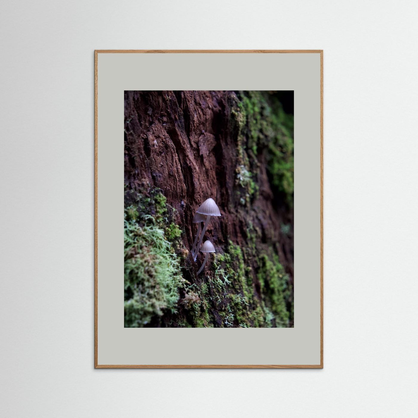 Mycena