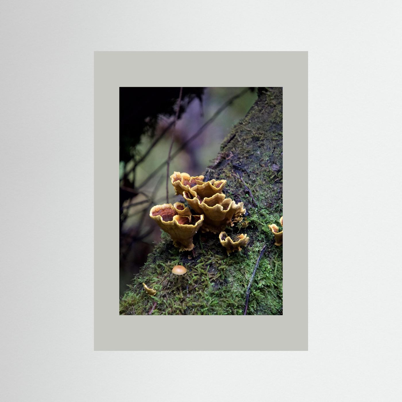 False Turkey Tail