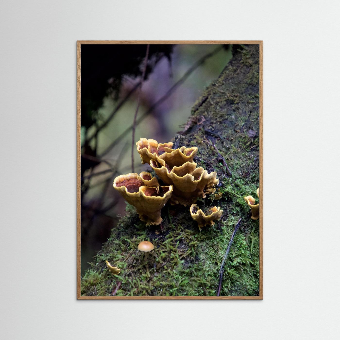 False Turkey Tail