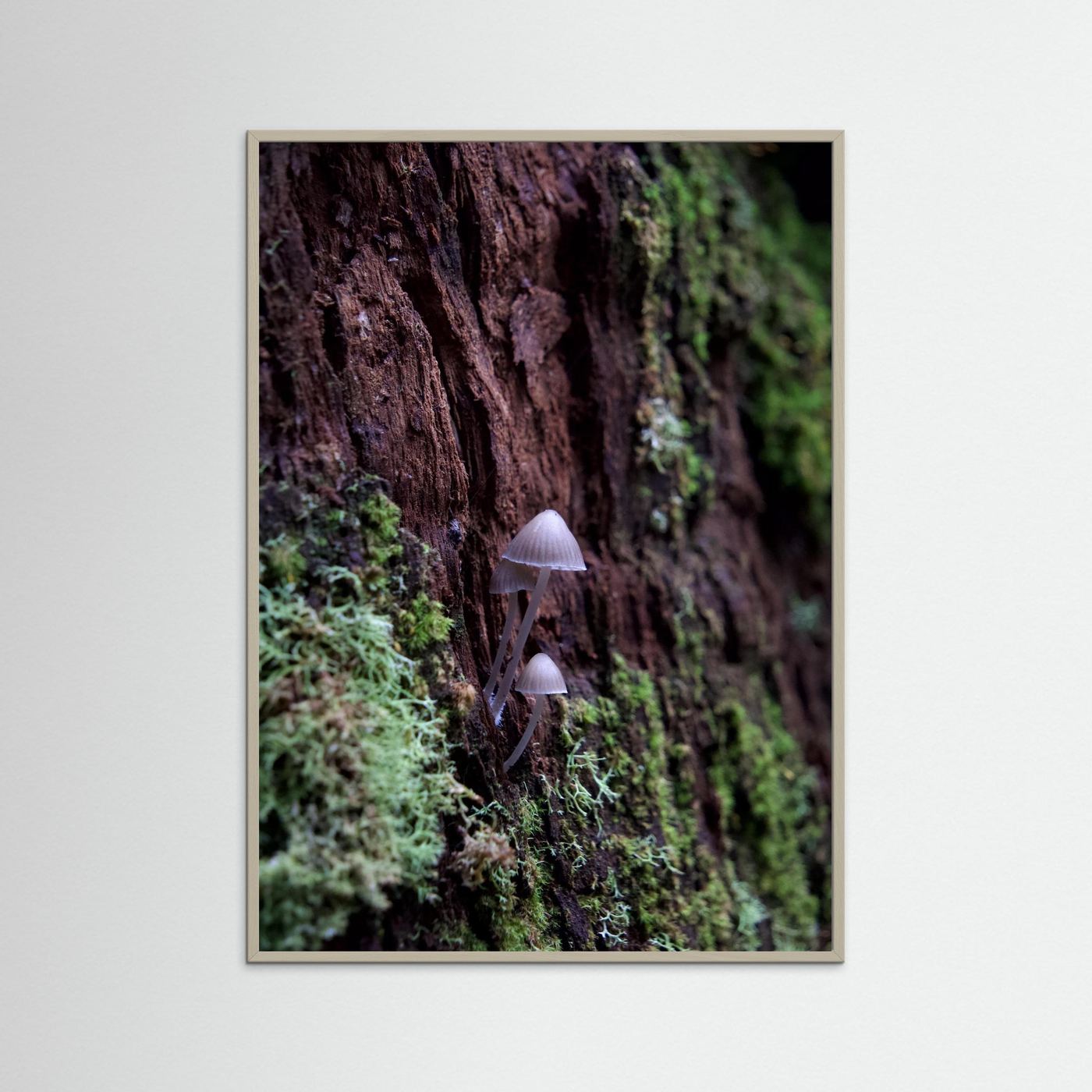 Mycena
