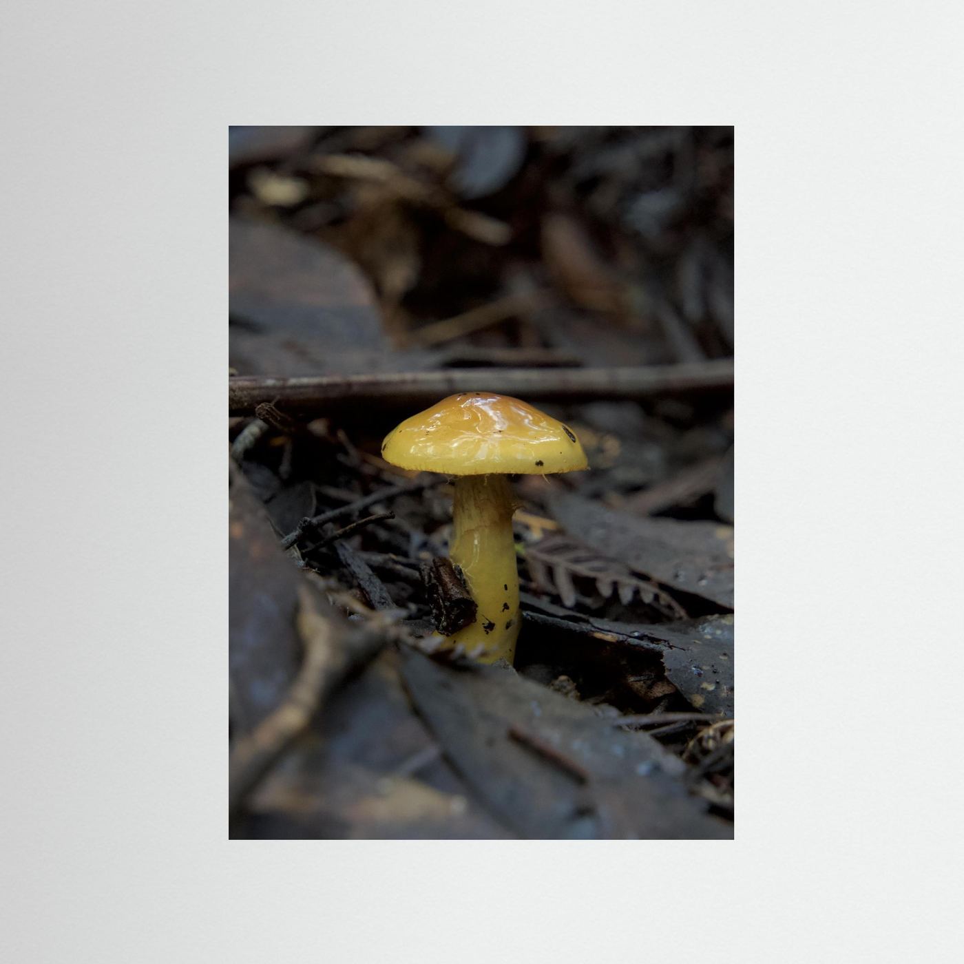 Yellow Waxcap
