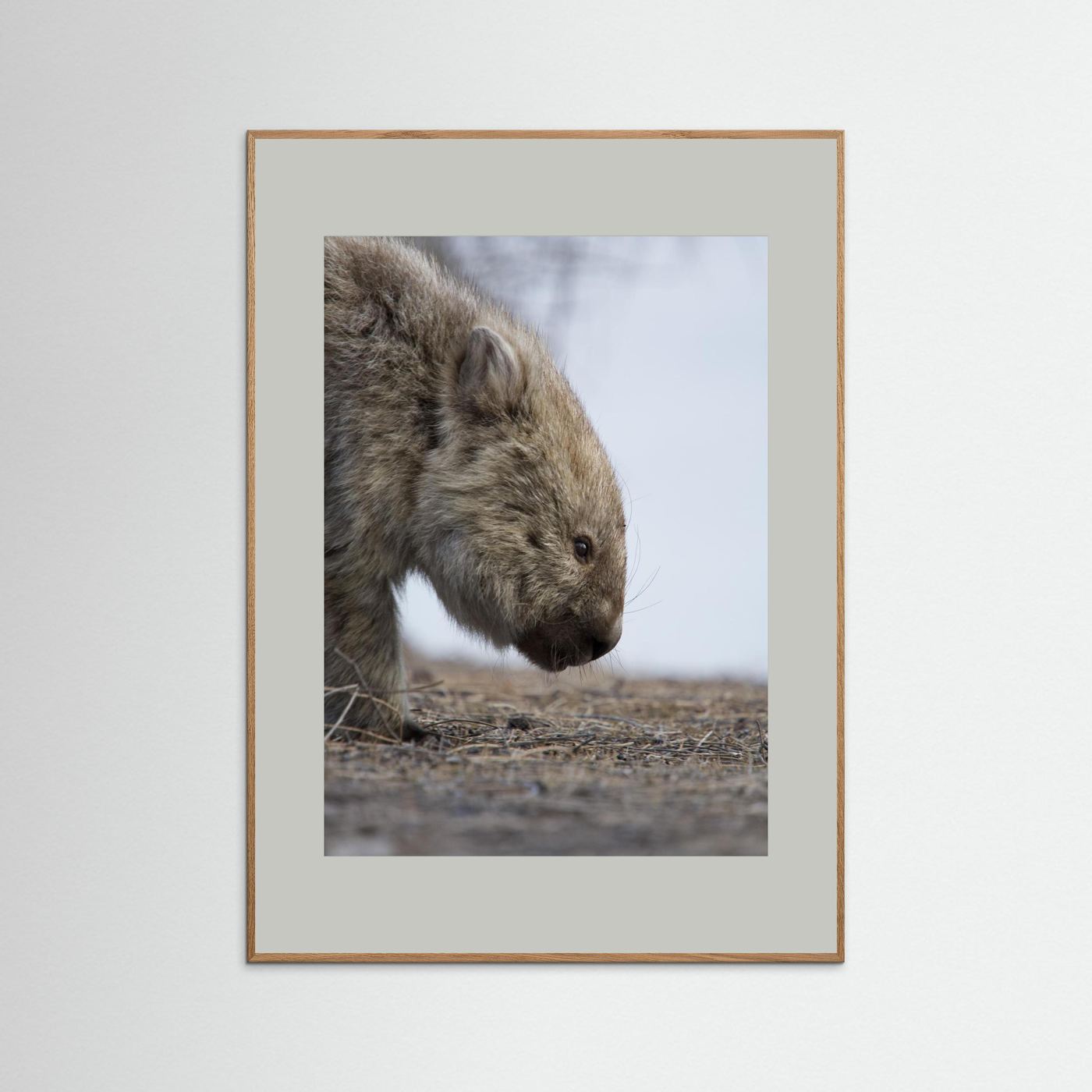 Bare-nosed Wombat