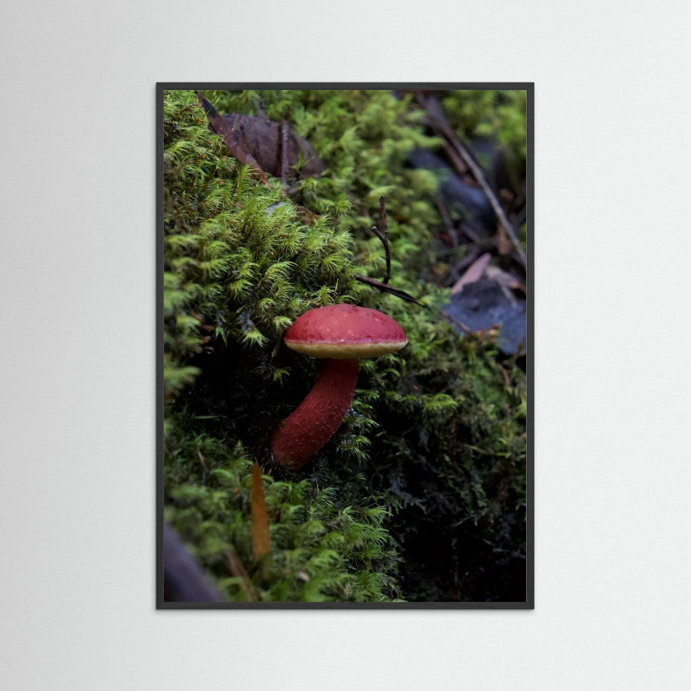 Rhubarb Bolete