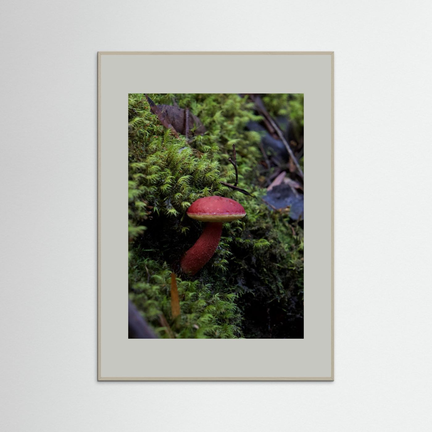 Rhubarb Bolete
