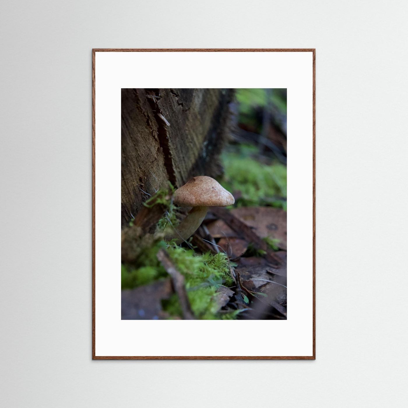 Brown Cap Bolete 
