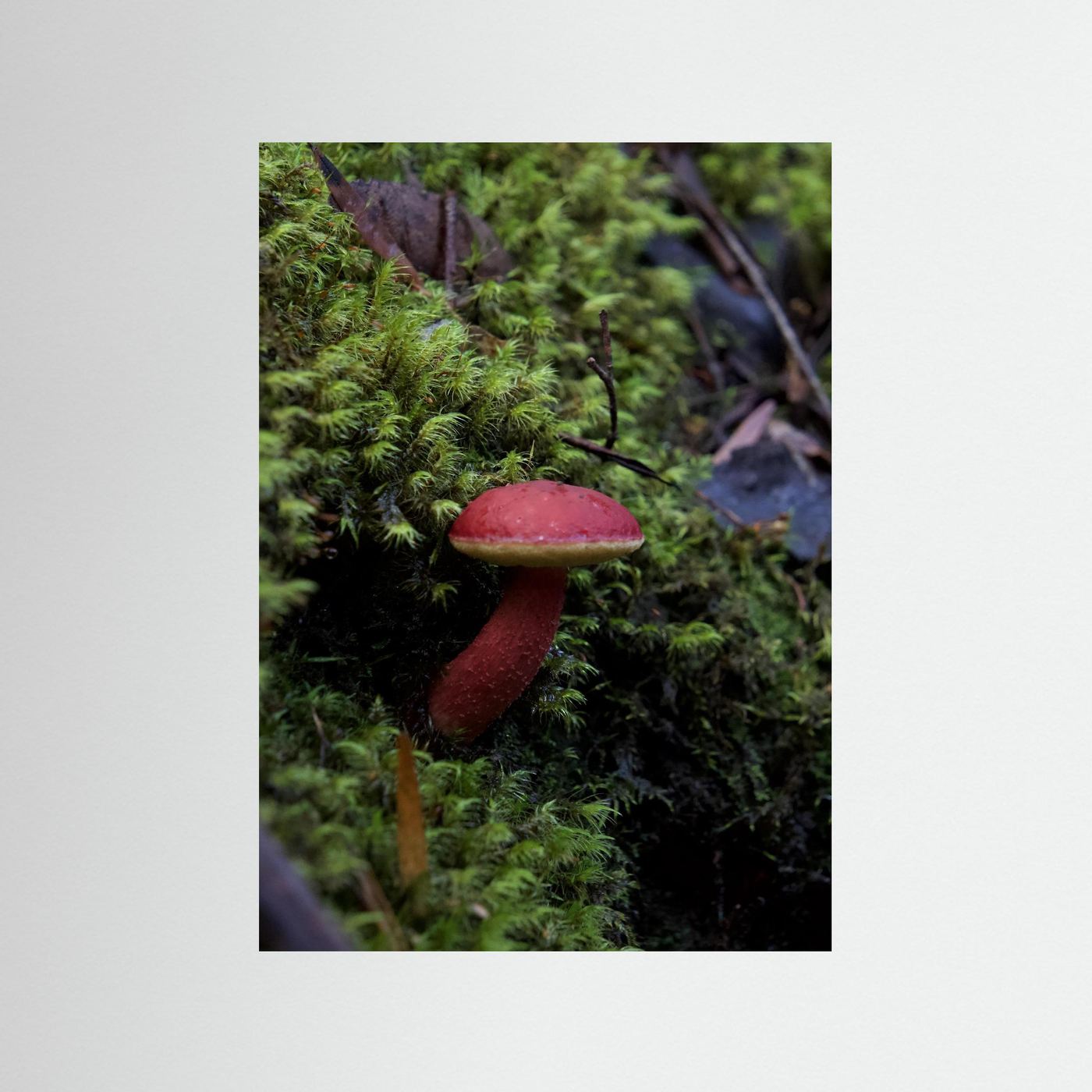 Rhubarb Bolete