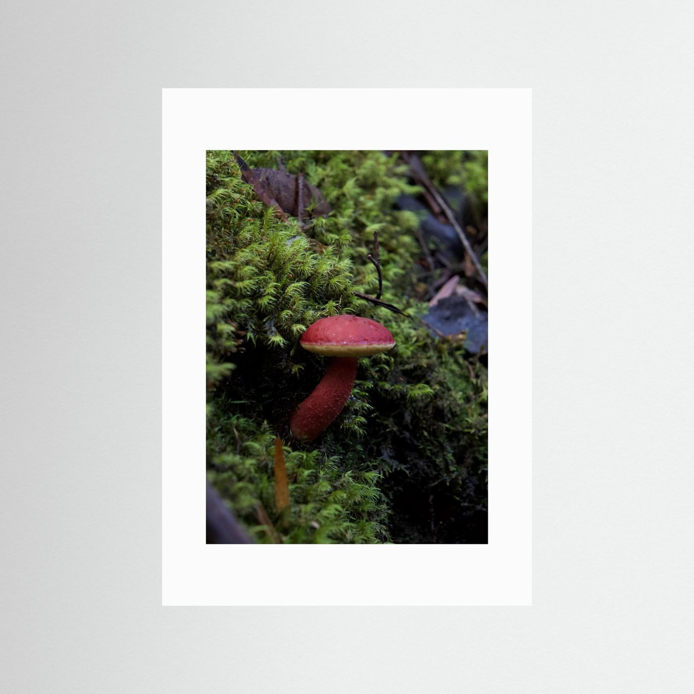 Rhubarb Bolete