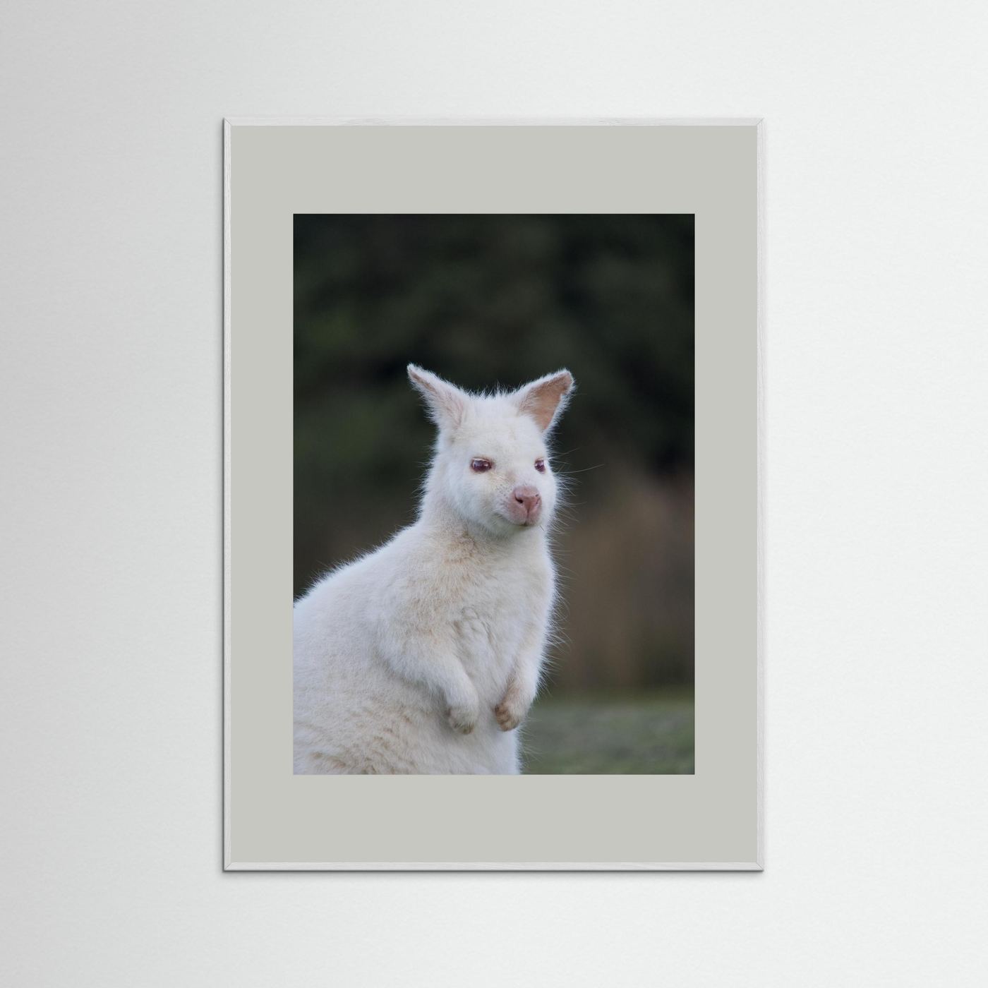 Tassie Albino Wallaby