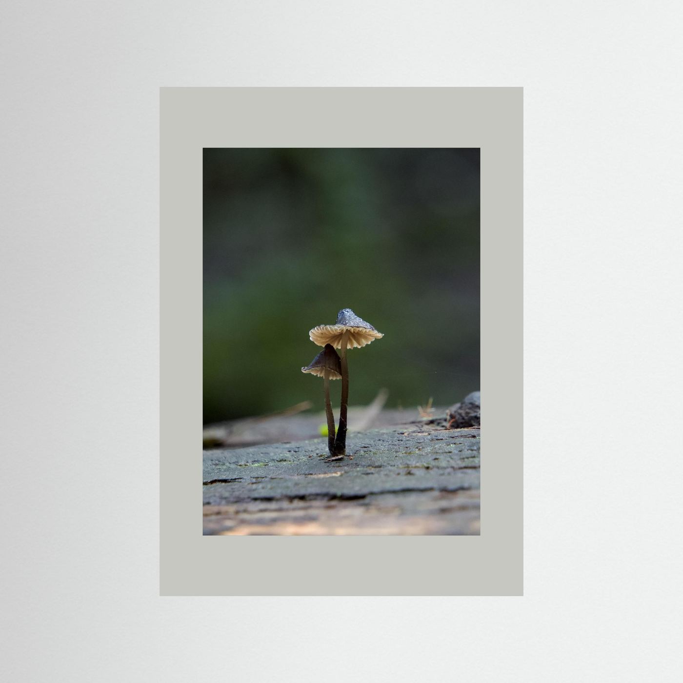 Mycena Atrata