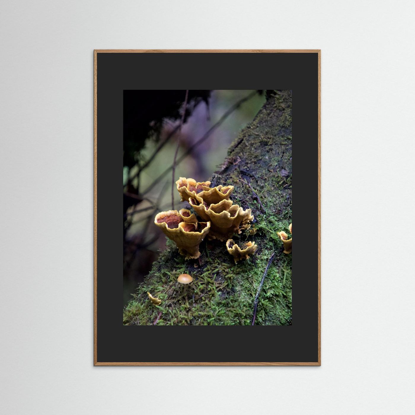 False Turkey Tail