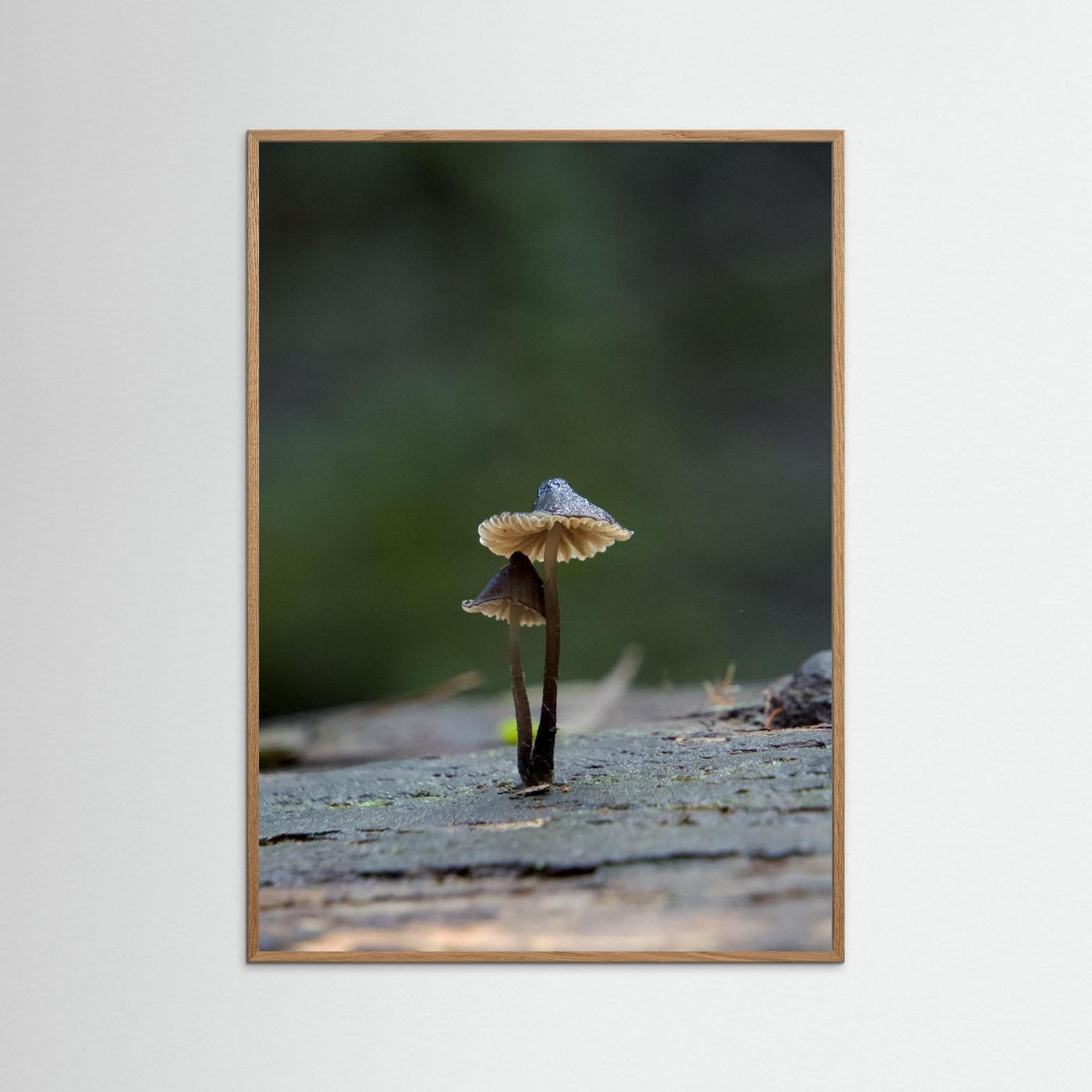 Mycena Atrata